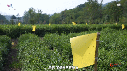 如何真正做有价值的科研？听“茶叶院士”陈宗懋的答案