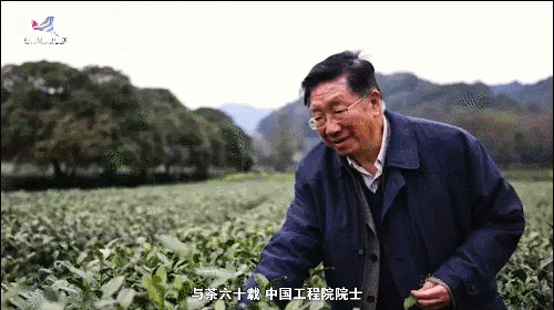 如何真正做有价值的科研？听“茶叶院士”陈宗懋的答案