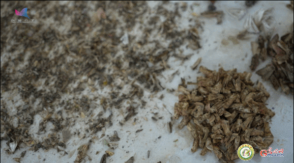 【一线调研·青春有为】一座海岛，一群博士，二十年接力只为一件事