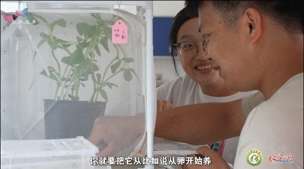 【一线调研·青春有为】一座海岛，一群博士，二十年接力只为一件事