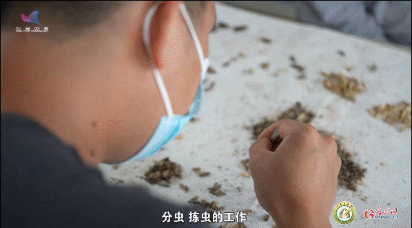 【一线调研·青春有为】一座海岛，一群博士，二十年接力只为一件事
