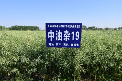 油菜界的“尖子生”“中油杂”来了，它不偏科