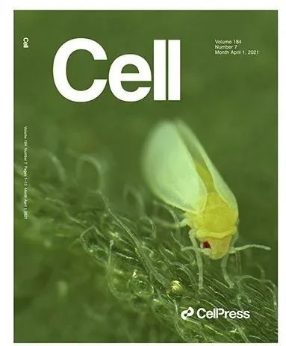 植物解毒基因，烟粉虱偷来“当枪使”