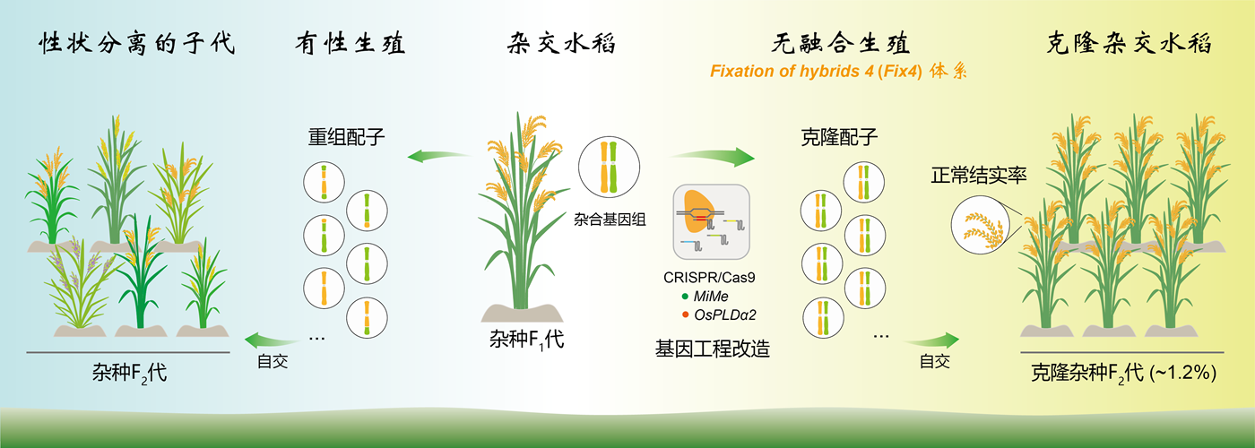 建立仅依赖基因编辑的正常结实率无融合生殖体系