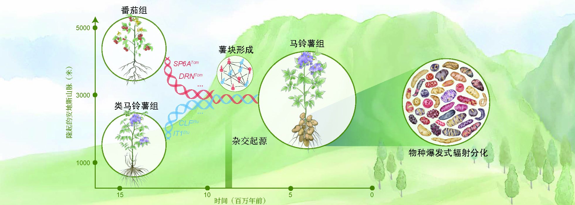 科学家揭示马铃薯物种起源的奥秘