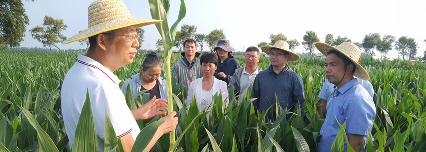 夏管进行时 专家团队下沉指导破解玉米种植难题